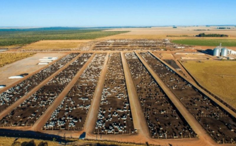 Com 50 mil cabeças, maior confinamento bovino do Nordeste fica na Bahia