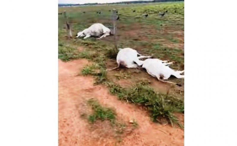Vídeo: Raio mata 11 cabeças de gado durante tempestade em Cabixi (RO)